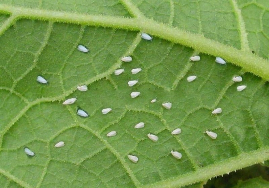 花毛茛虫害：蚜虫和白粉虱