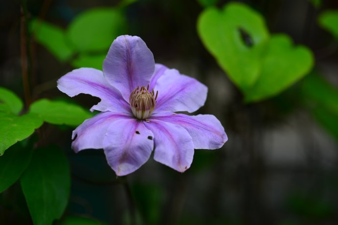 铁线莲虫害：蚜虫