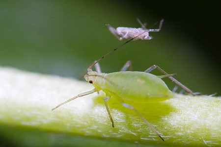 木槿所患蚜虫