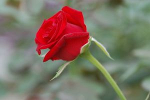 玫瑰花的病虫害防治