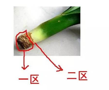 植株情况