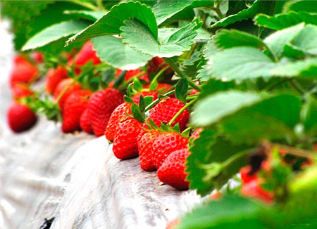 养殖草莓保持较大的温差