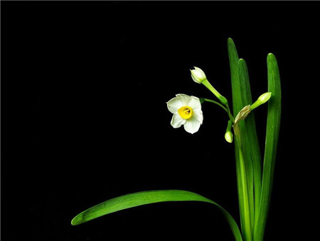 水仙花花蕾干枯是温度过高