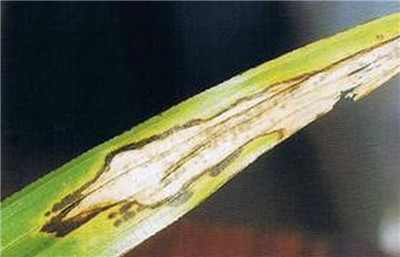棕竹的病害之斑叶病