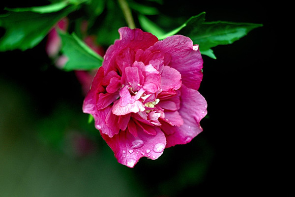 木芙蓉花有蕾不开花怎么回事