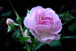 蔷薇花病害及防治方法