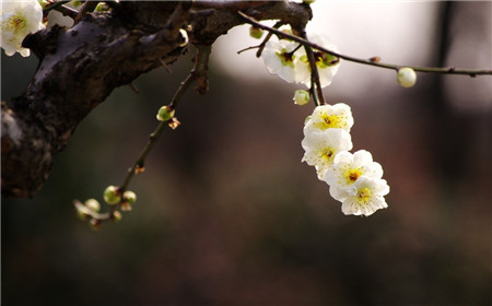 夏季梅花落叶——盆土过湿