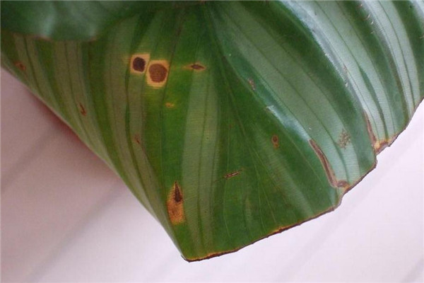 孔雀竹芋的叶斑病防治方法