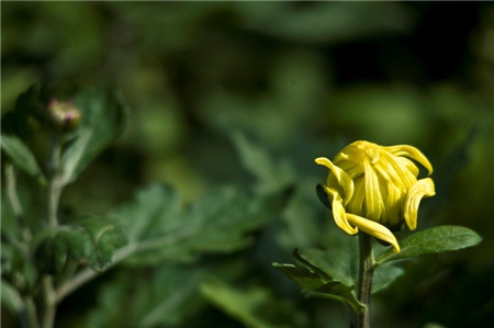 菊花图片