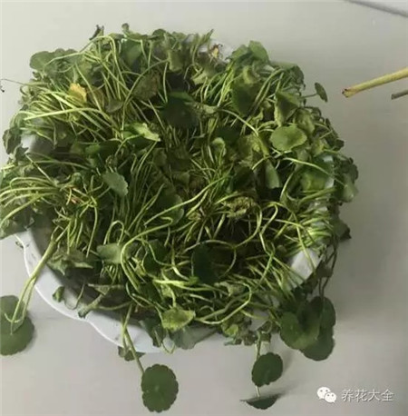 只有少量叶片发焉