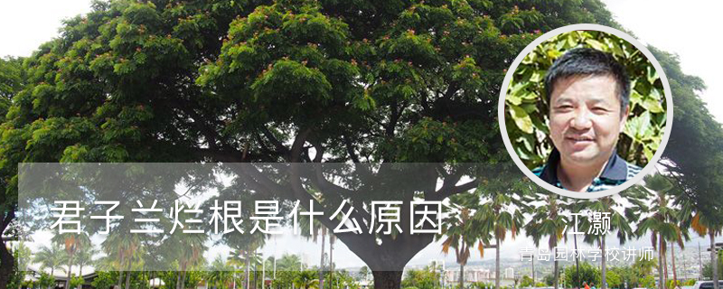 君子兰烂根是什么原因 君子兰烂根是什么原因