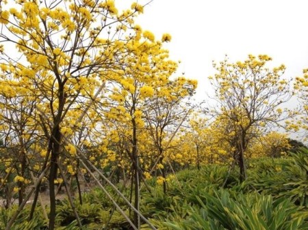 美丽的黄花风铃木