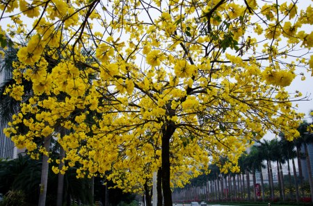 漂亮的黄花风铃木