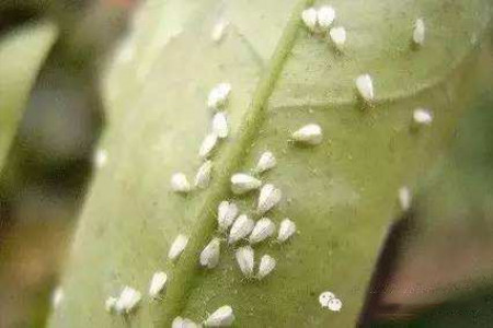 花长蚜虫