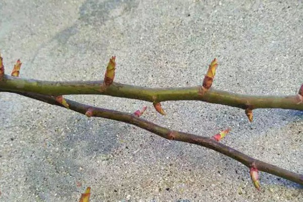 如何让龙沙宝石开成一面花墙