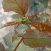 月季的蚜虫危害及防治方法