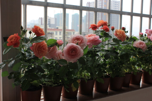 阳台“月季”,小小的盆 小小的苗，为什么花花那么大？