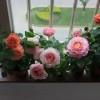阳台“月季”,小小的盆 小小的苗，为什么花花那么大？