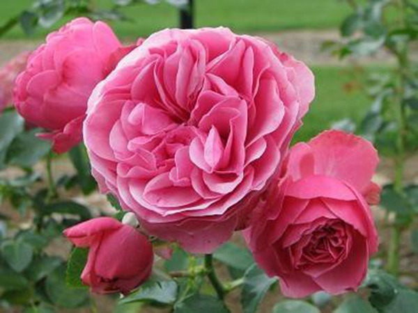 粉色达芬奇——带香的开花机器