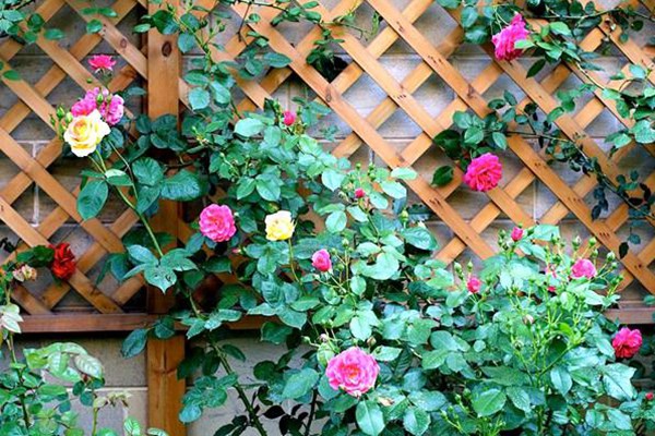 花墙、院门、篱笆……怎么能少得了藤本月季