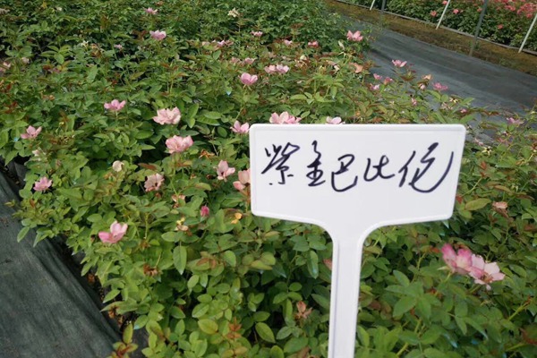 江苏沭阳月季花苗批发零售价格