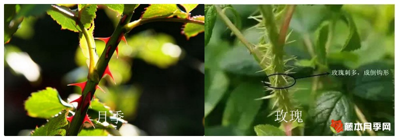 月季花与玫瑰花的区别