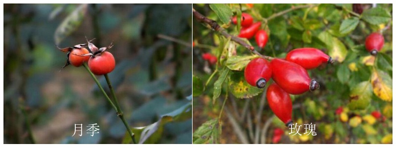 月季花与玫瑰花的区别