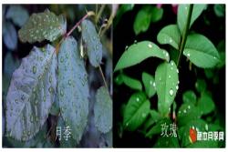 月季花与玫瑰花的区别