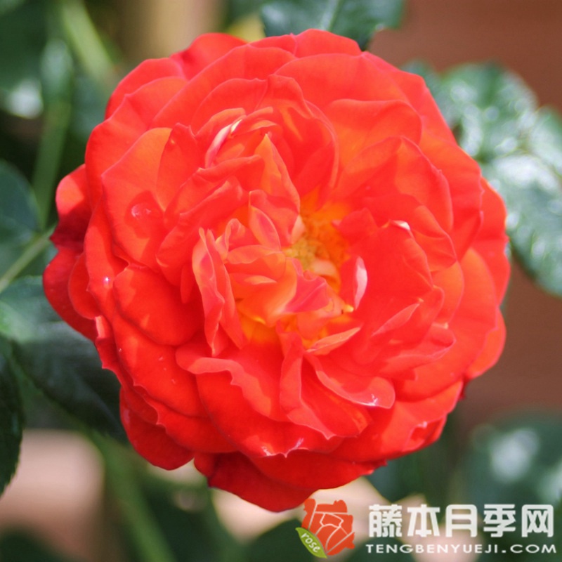 明星卡门月季 明星卡门月季