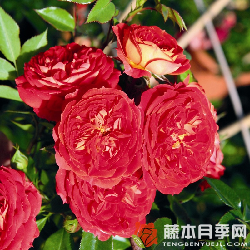 明星卡门月季 明星卡门月季