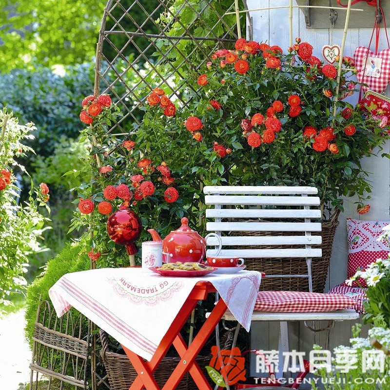 明星卡门月季 明星卡门月季