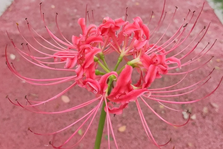 1764655657966349.jpg 十大阴气最重的花盘点