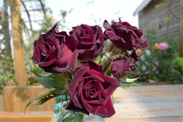 1752042209323500.jpg 十大阴气最重的花盘点