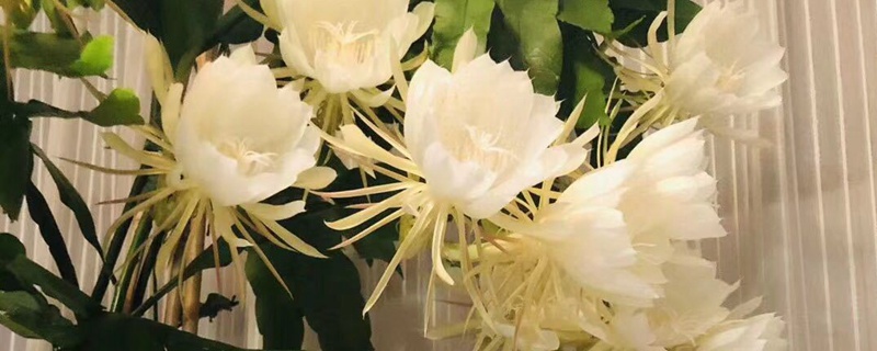 昙花开花时间大约有多久 十大阴气最重的花盘点