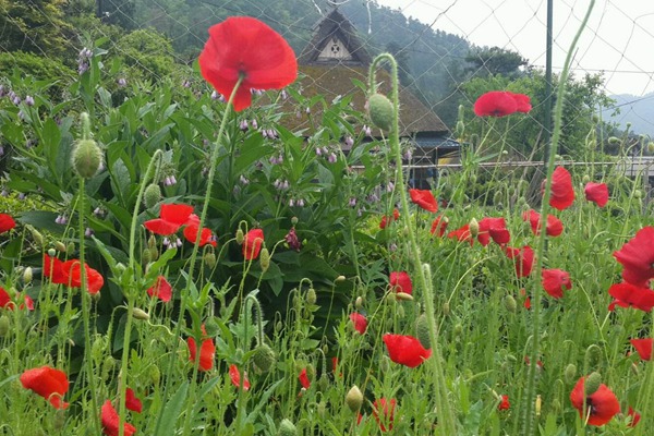 虞美人和罂粟花的区别 十大阴气最重的花盘点