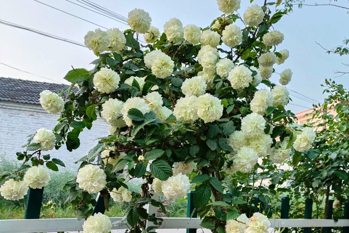 1766124535239044.jpg 十大阴气最重的花盘点