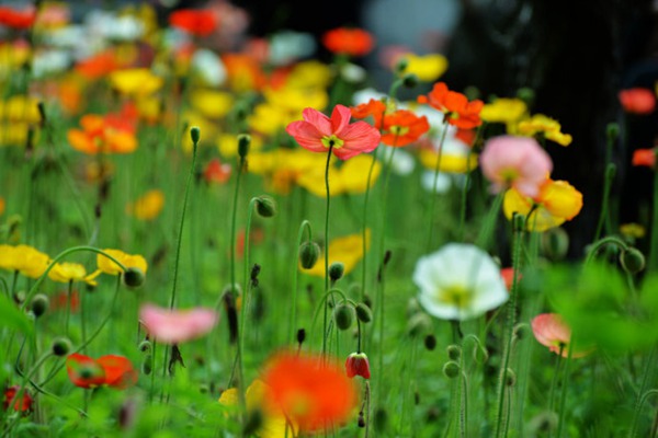 1764038371606474.jpg 十大阴气最重的花盘点