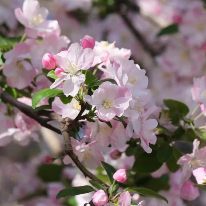 1750834812322087.jpg 十大阴气最重的花盘点