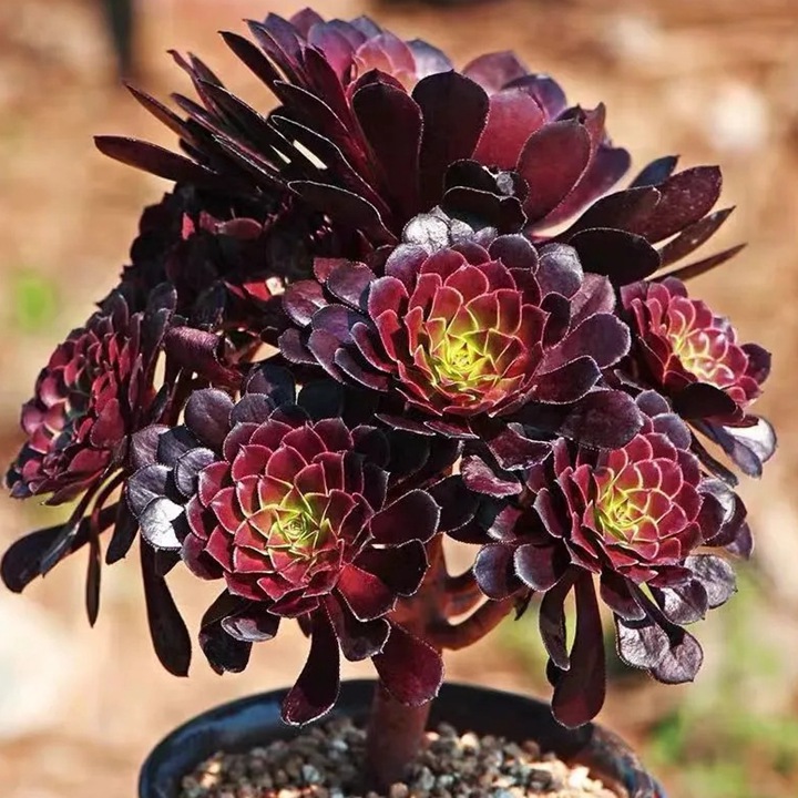 1766124667255059.jpg 十大阴气最重的花盘点