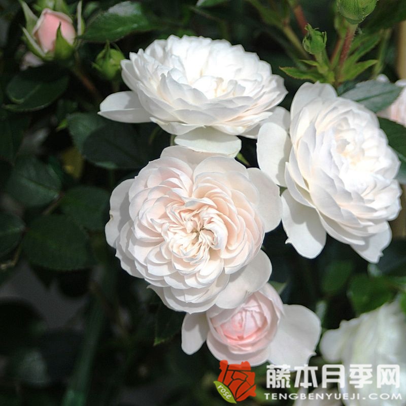 明星艾琳娜 明星艾琳娜