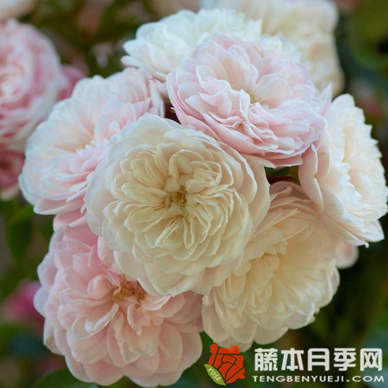 明星艾琳娜 明星艾琳娜