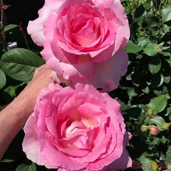 花朵超20公分的月季