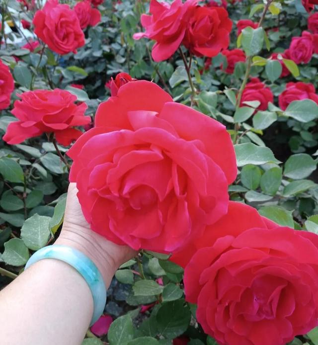 花朵超20公分的月季