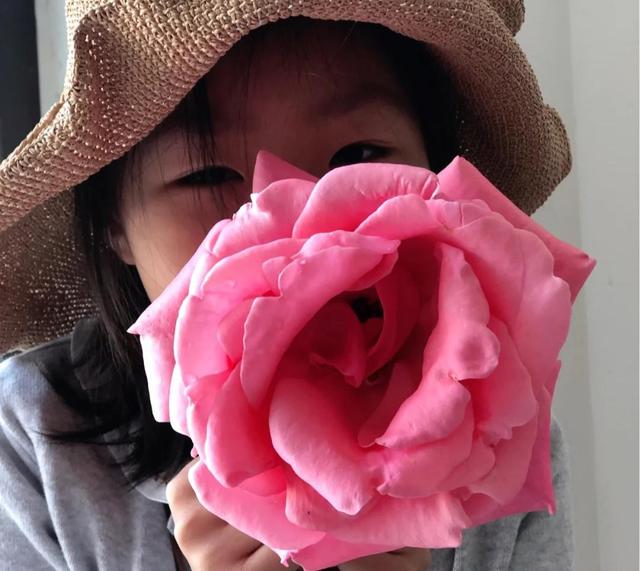 花朵超20公分的月季