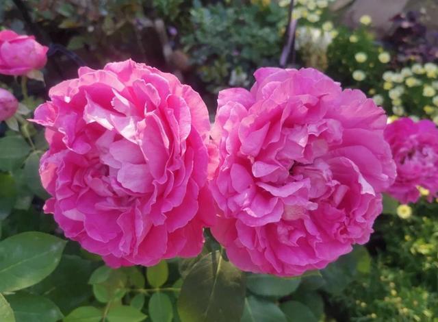 花朵超20公分的月季