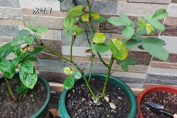 月季花叶子发黄枯萎是怎么回事