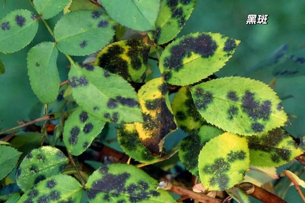 月季花叶子发黄枯萎是怎么回事