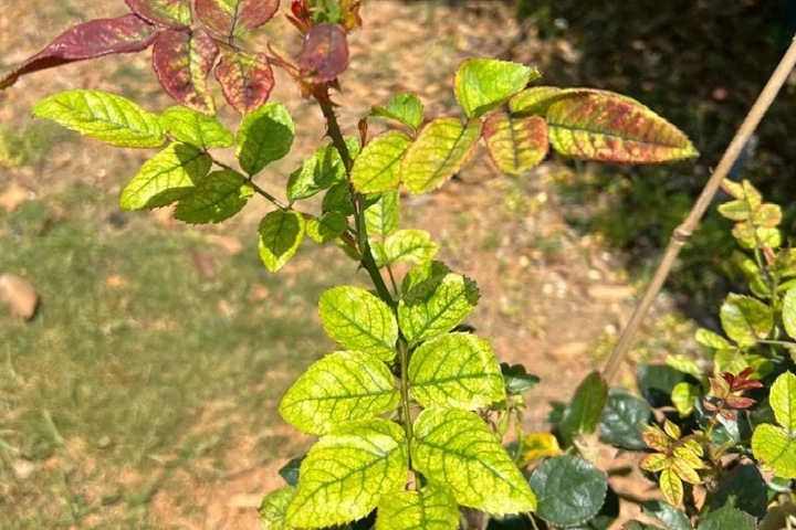 月季花叶子发黄枯萎是怎么回事