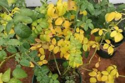 月季花叶子发黄枯萎是怎么回事