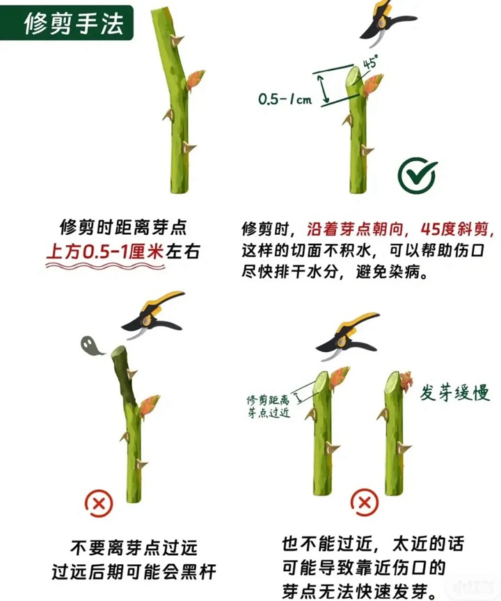 月季花修剪方法图解